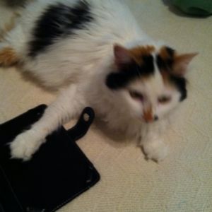 Meet your Posher, Patsy